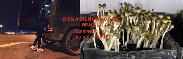 молекула духа Аркадак